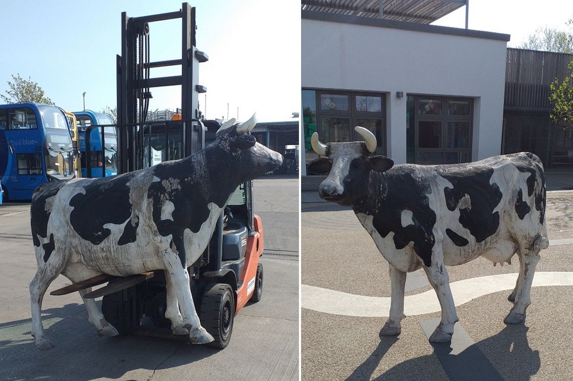 Reading buses loan depot cow Daisy Moos to local school children