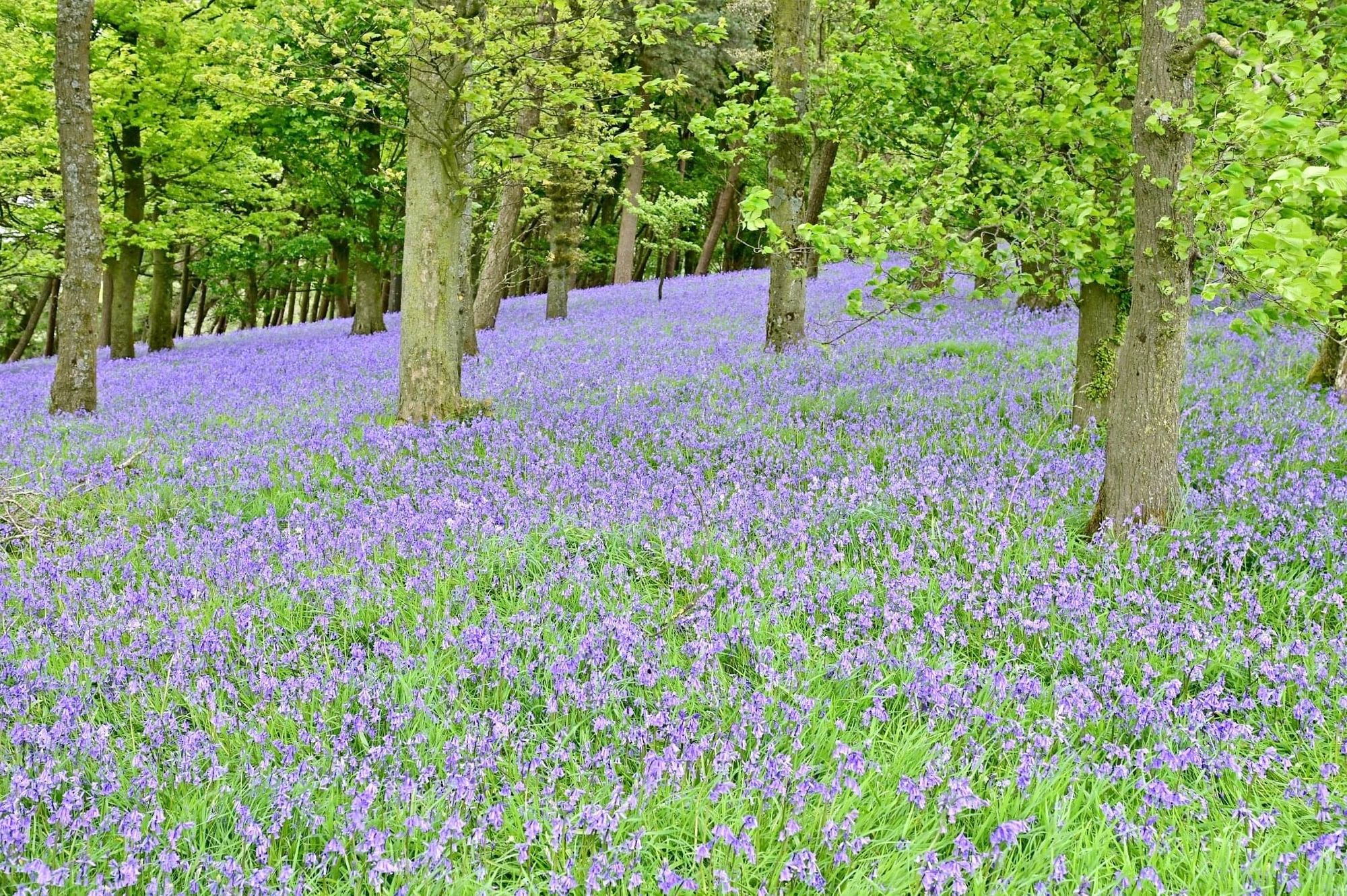 Rossendale Ramblers: BBQs, bluebells, and Bollin