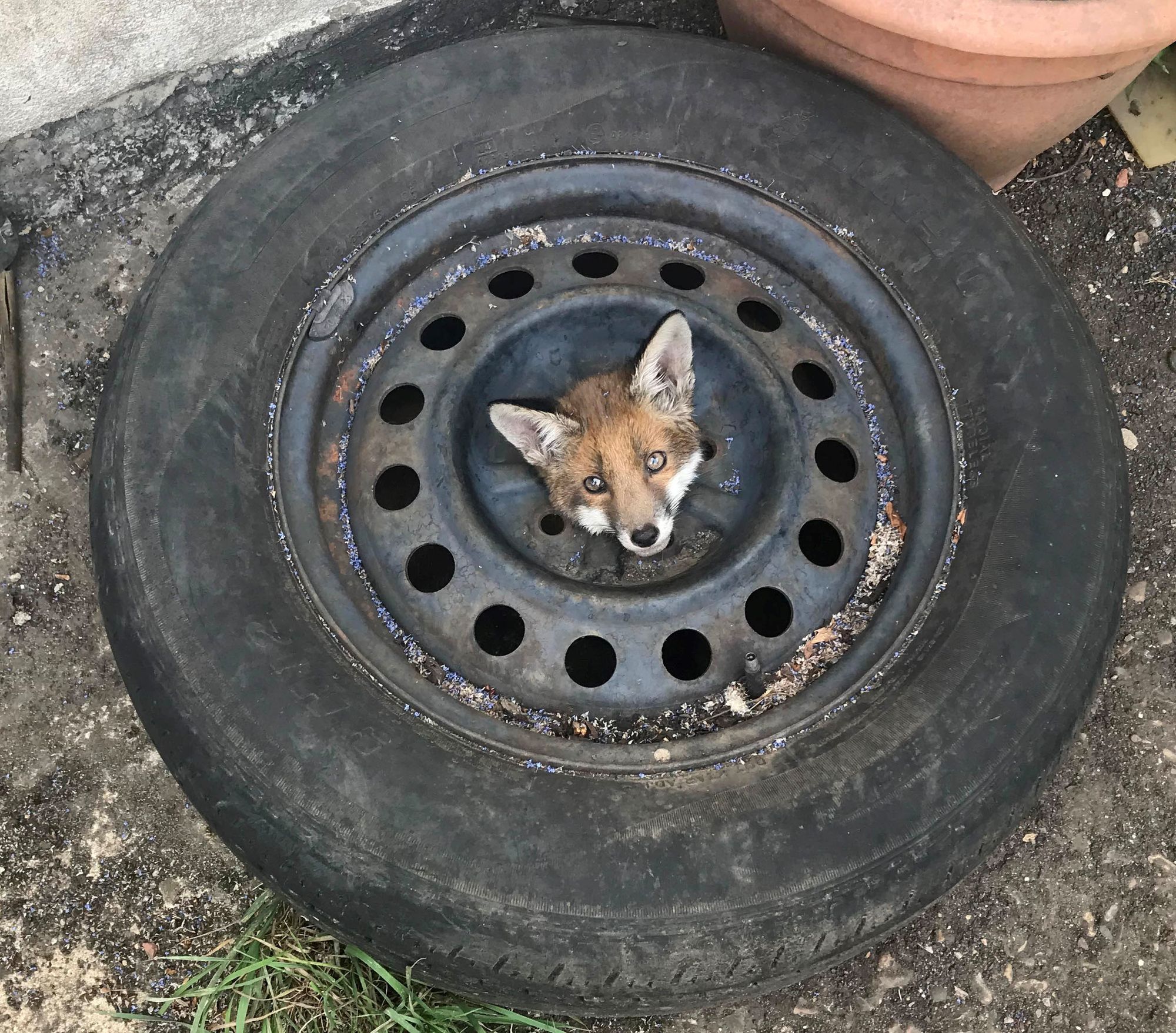 RSPCA issues warning after four fox cubs get stuck in old car wheels