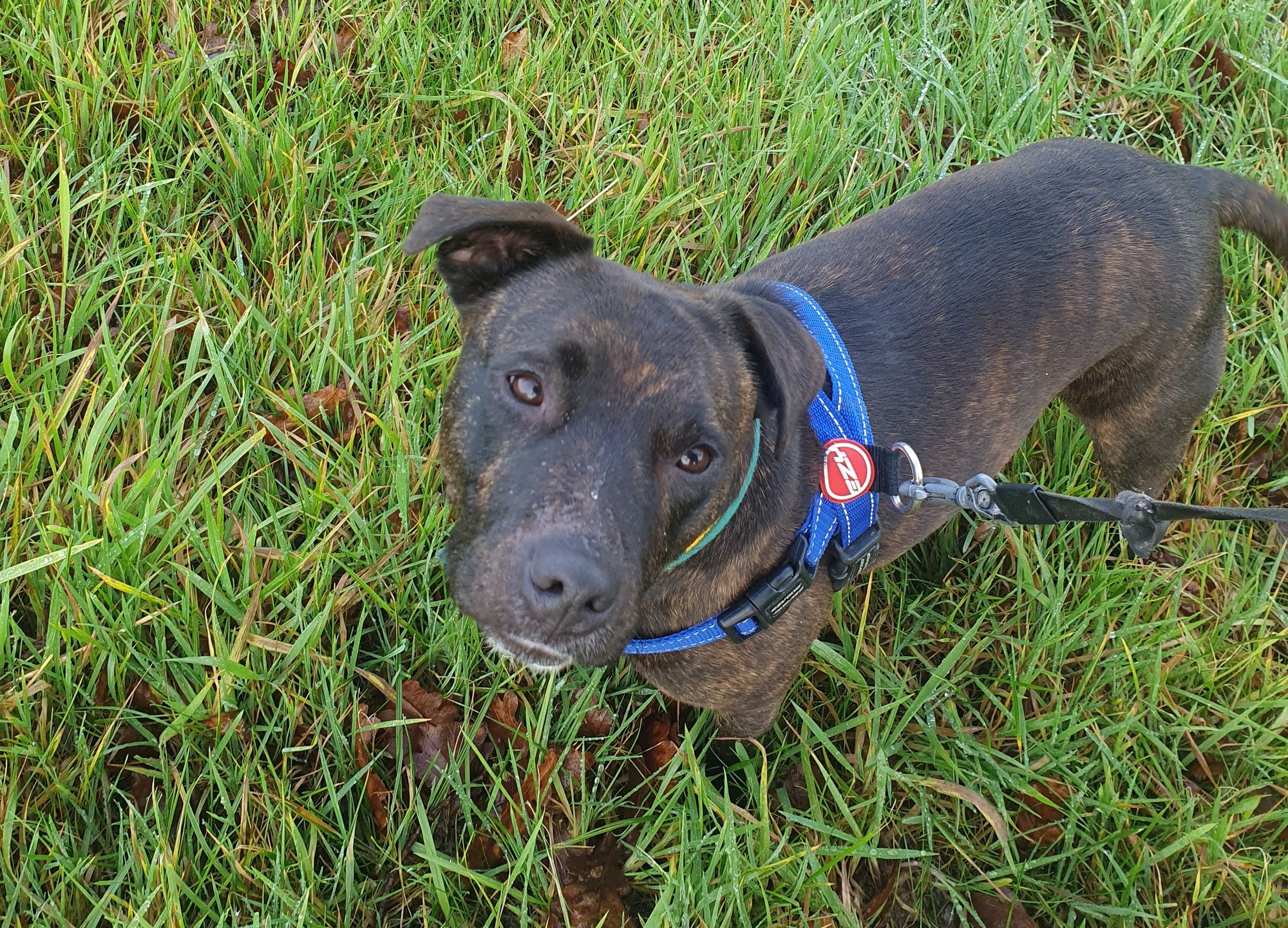 Hampshire animal charity searching for forever home for long-stay resident Fluke