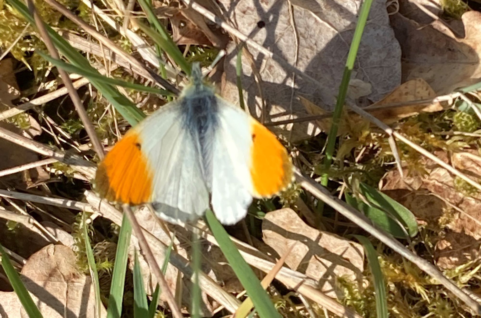 Wildlife: Top tips for butterflies