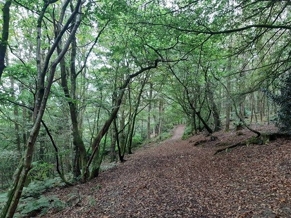 Public urged to have say over plan to make Lampeter and Cilcennin forests fit for the future