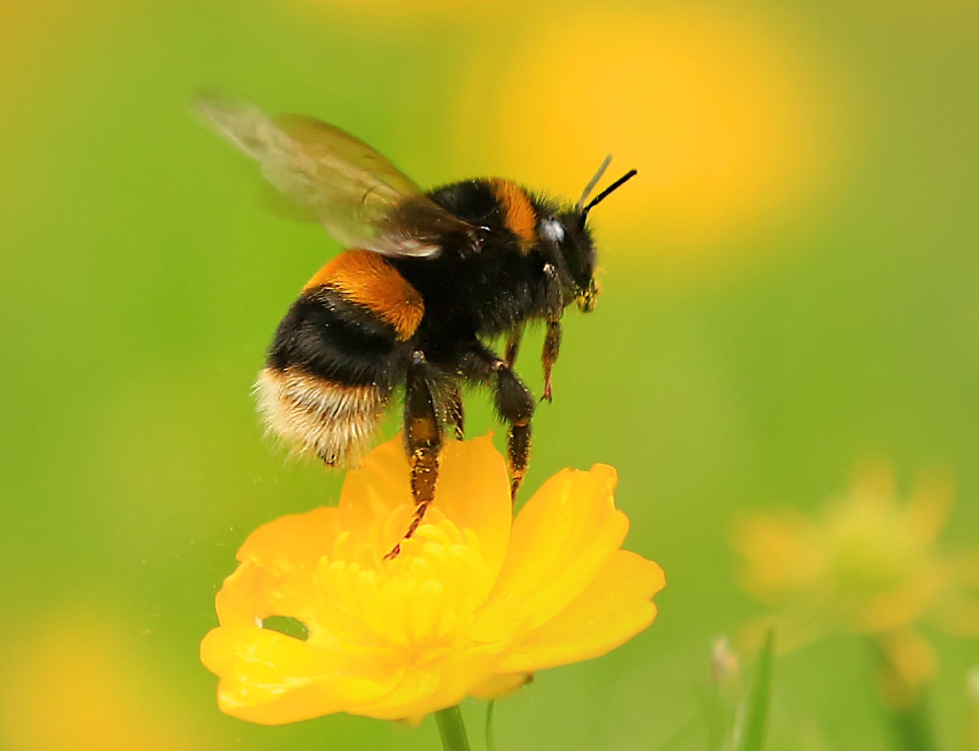 Surrey Wildlife Trust's bid to bring pollinators back from the brink