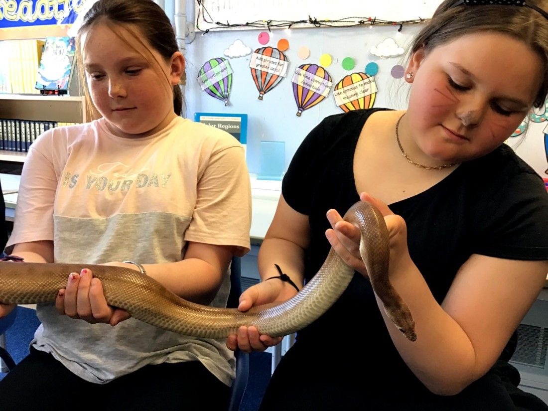 Thanet pupils meet fantastic beasts and fluffy ducklings