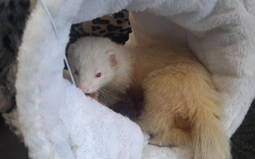 Playful Ayrshire ferrets on the hunt for new home
