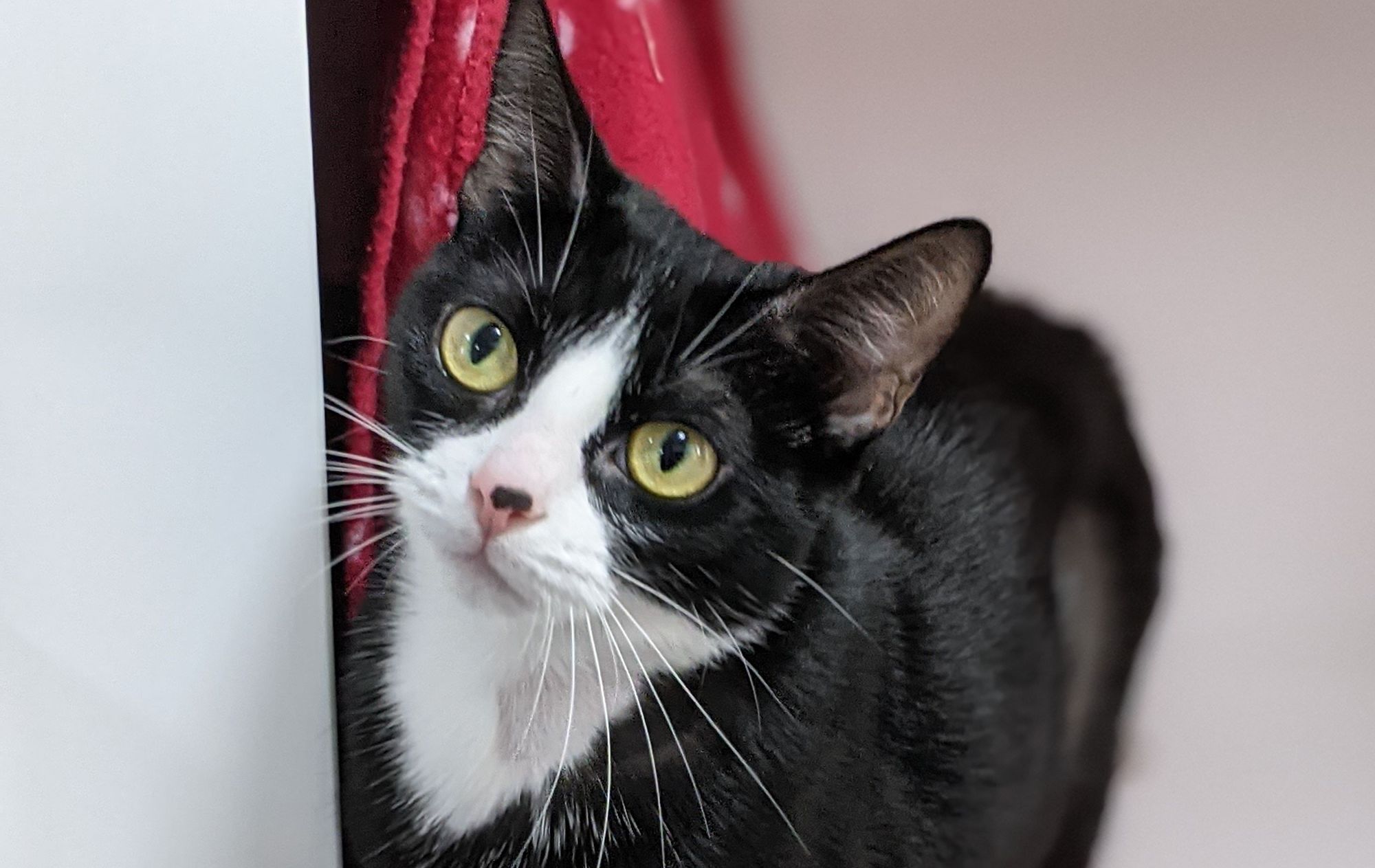 RSPCA column: Penny, Lola, Simon, Felix and Flynn are looking for their purr-fect match