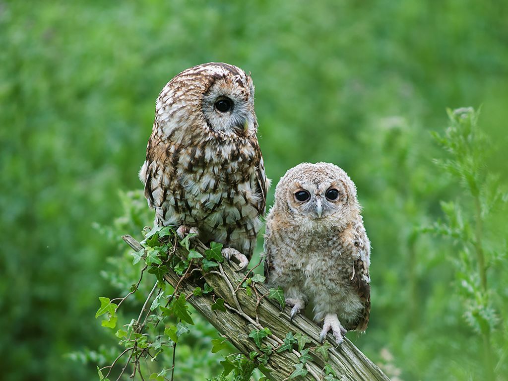 Wildlife: Go wild for punk wildlife