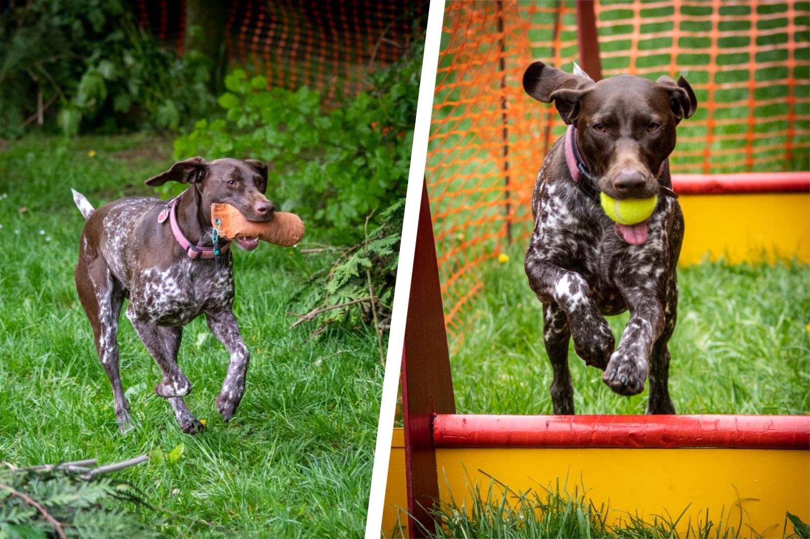 Dog day at Stafford Castle raised money for local charity