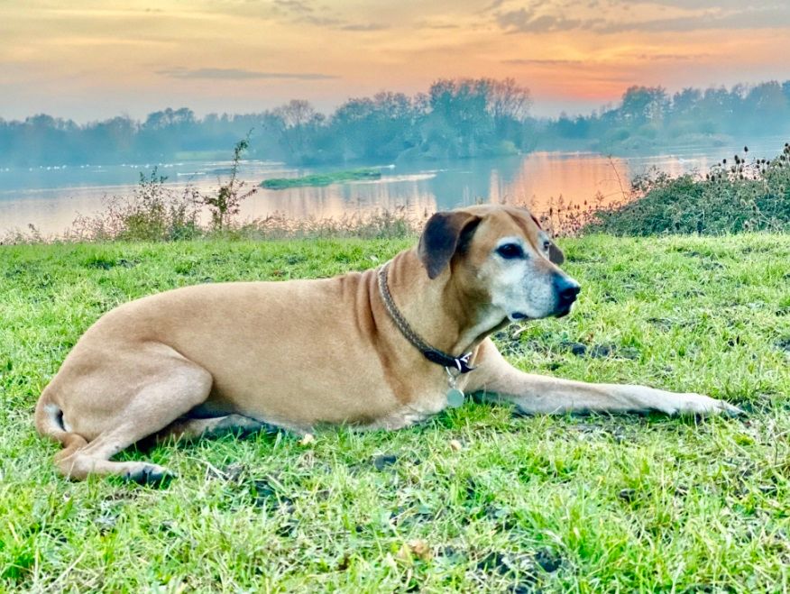 Dog owners from St Ives see pet thrive on three legs three years after amputation