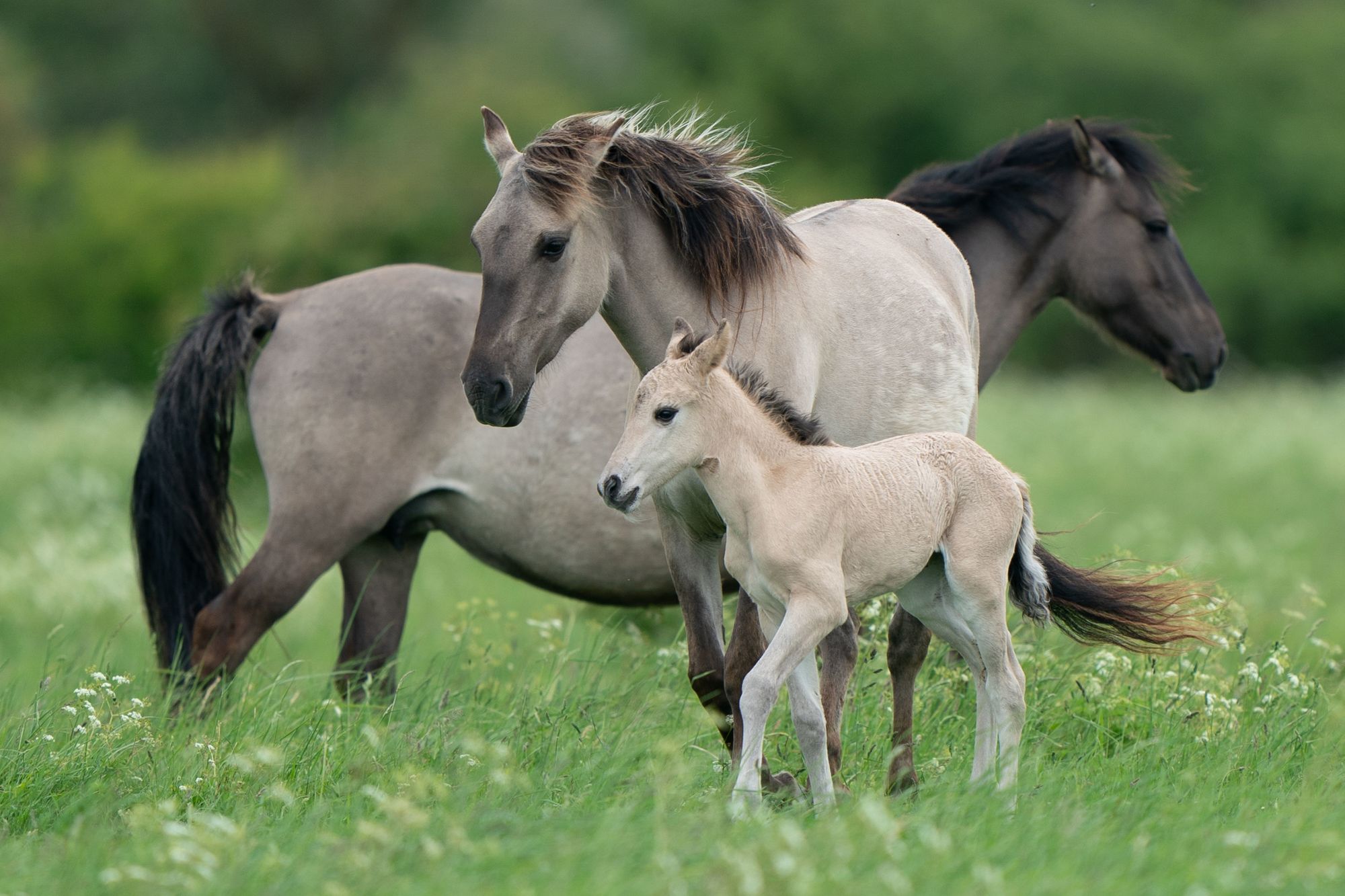 Konik foals and Highland calves brought in to help manage nature reserve