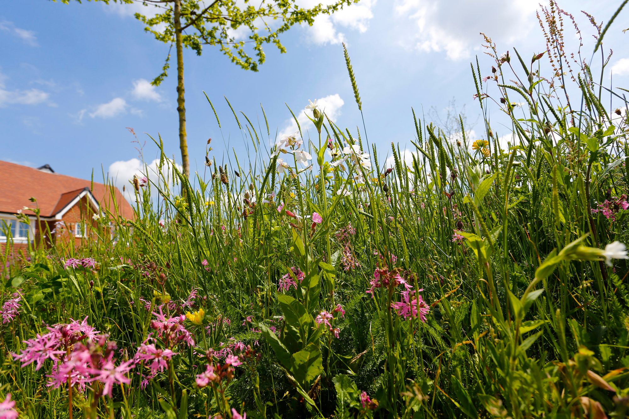 No Mow May at Kent and Sussex housing developments
