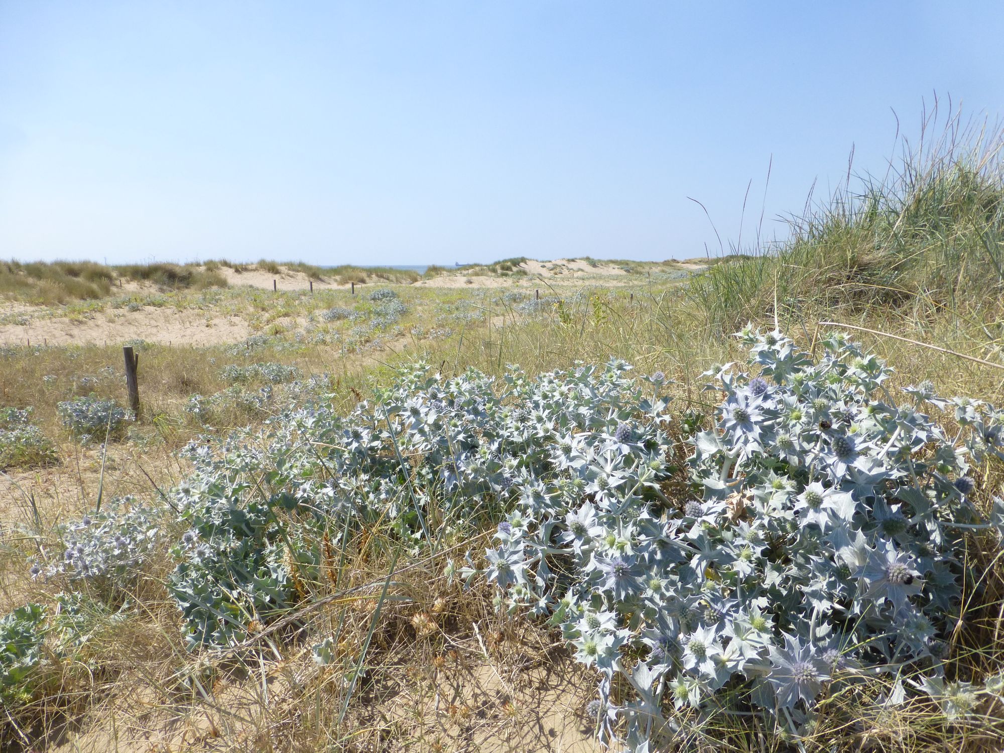Sefton Coast column: Have your say on how we can respect, protect and enjoy our coast