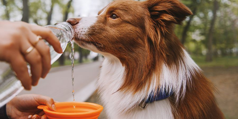 Five top tips for keeping furry friends safe in hot weather