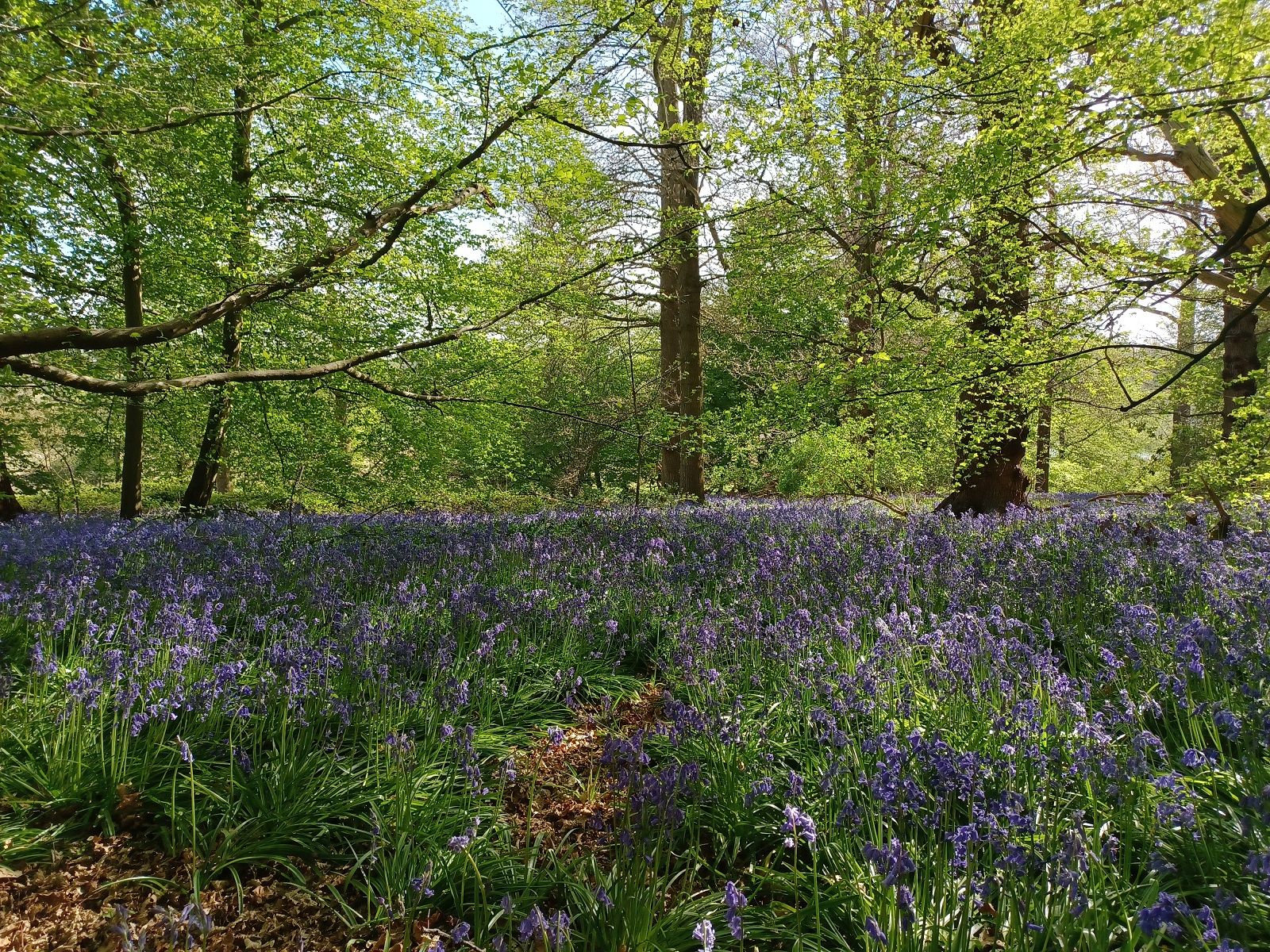 Panshanger Park plans to plant a panoply of trees for Queen’s Green Canopy jubilee celebrations