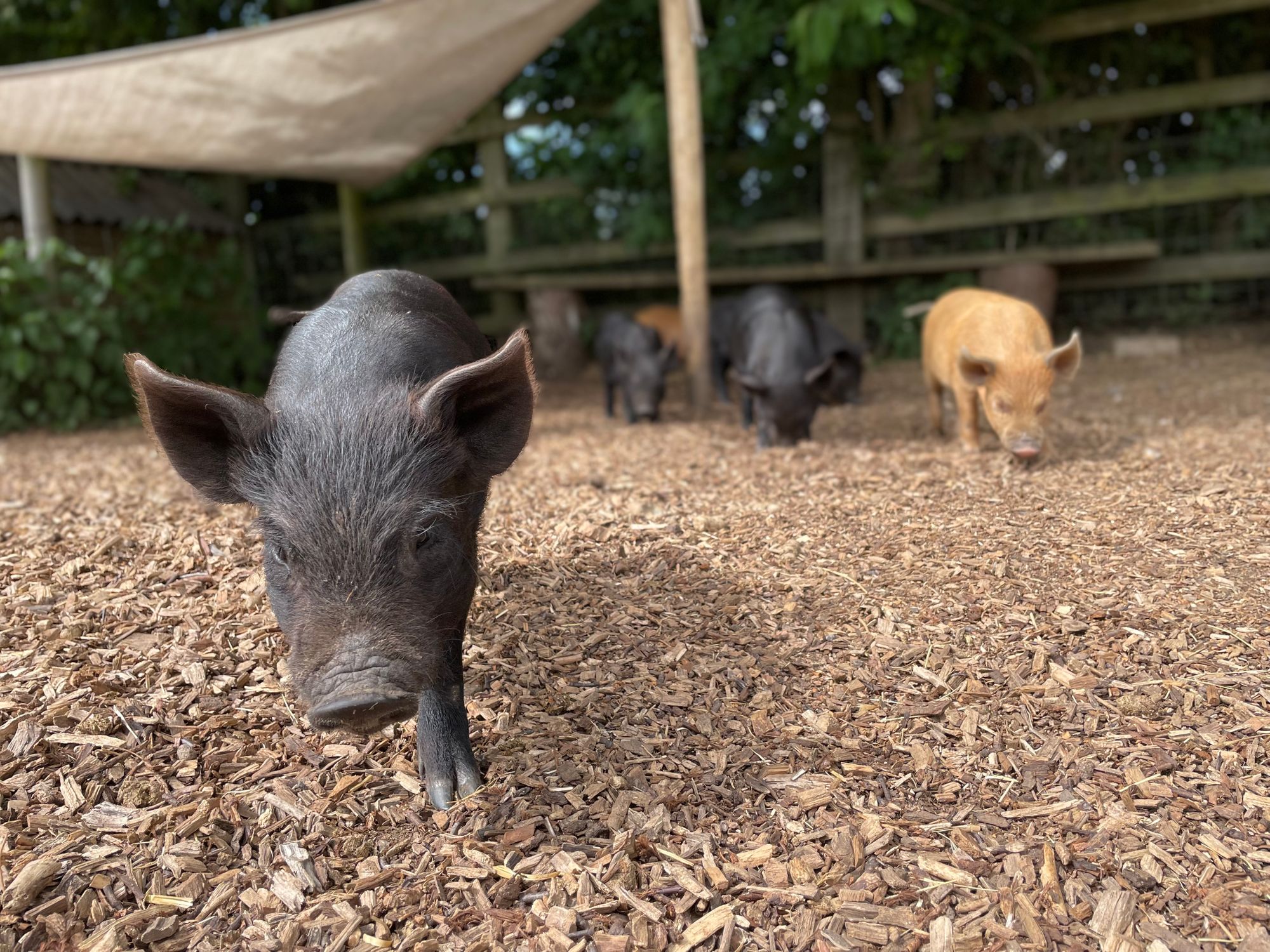 Amersham Kew Little Pigs celebrates award successes and new developments