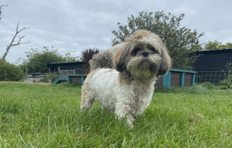 His Royal Highness Hugo's hope for new home in Essex