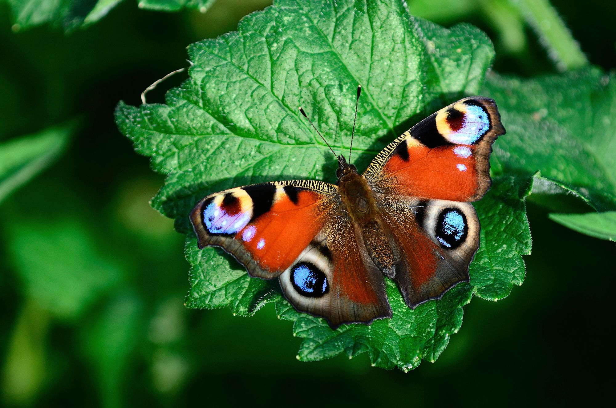 More than twofifths of butterflies face extinction why we need them