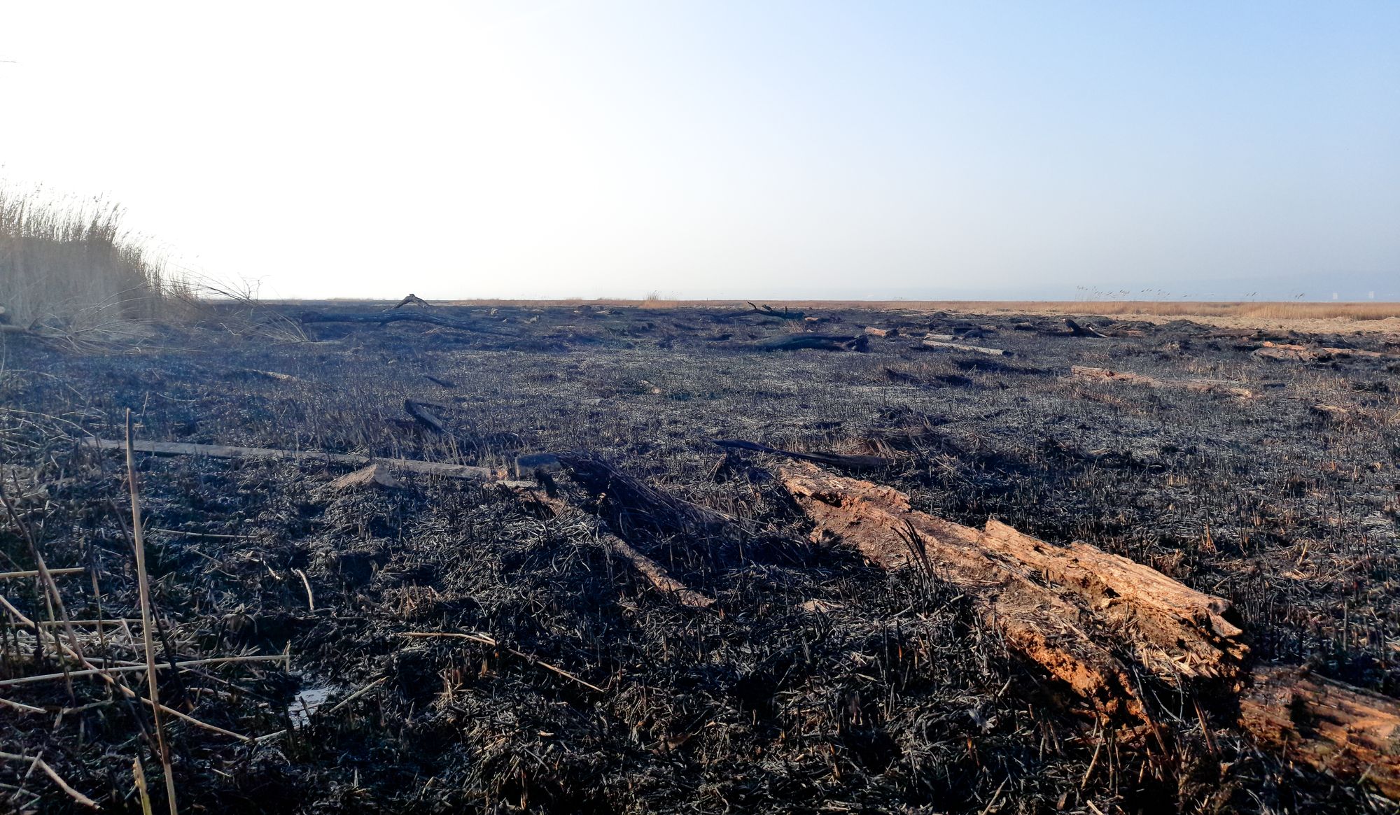 Photos show scorched Parkgate marshland after suspected arson attack