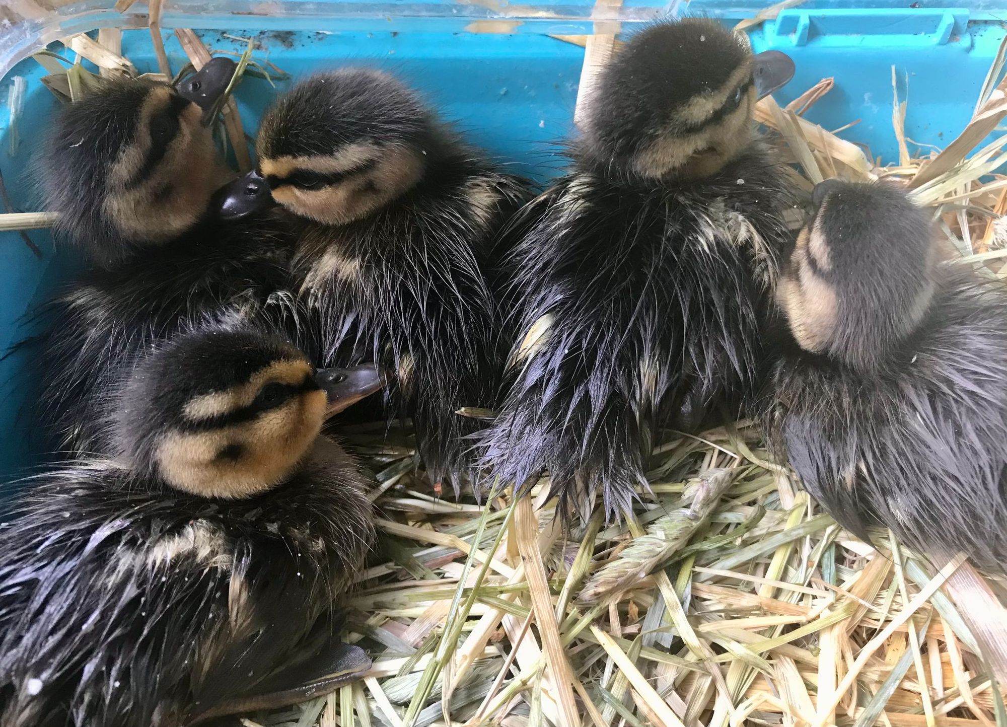 Ducklings rescued from Pontypridd storm drain