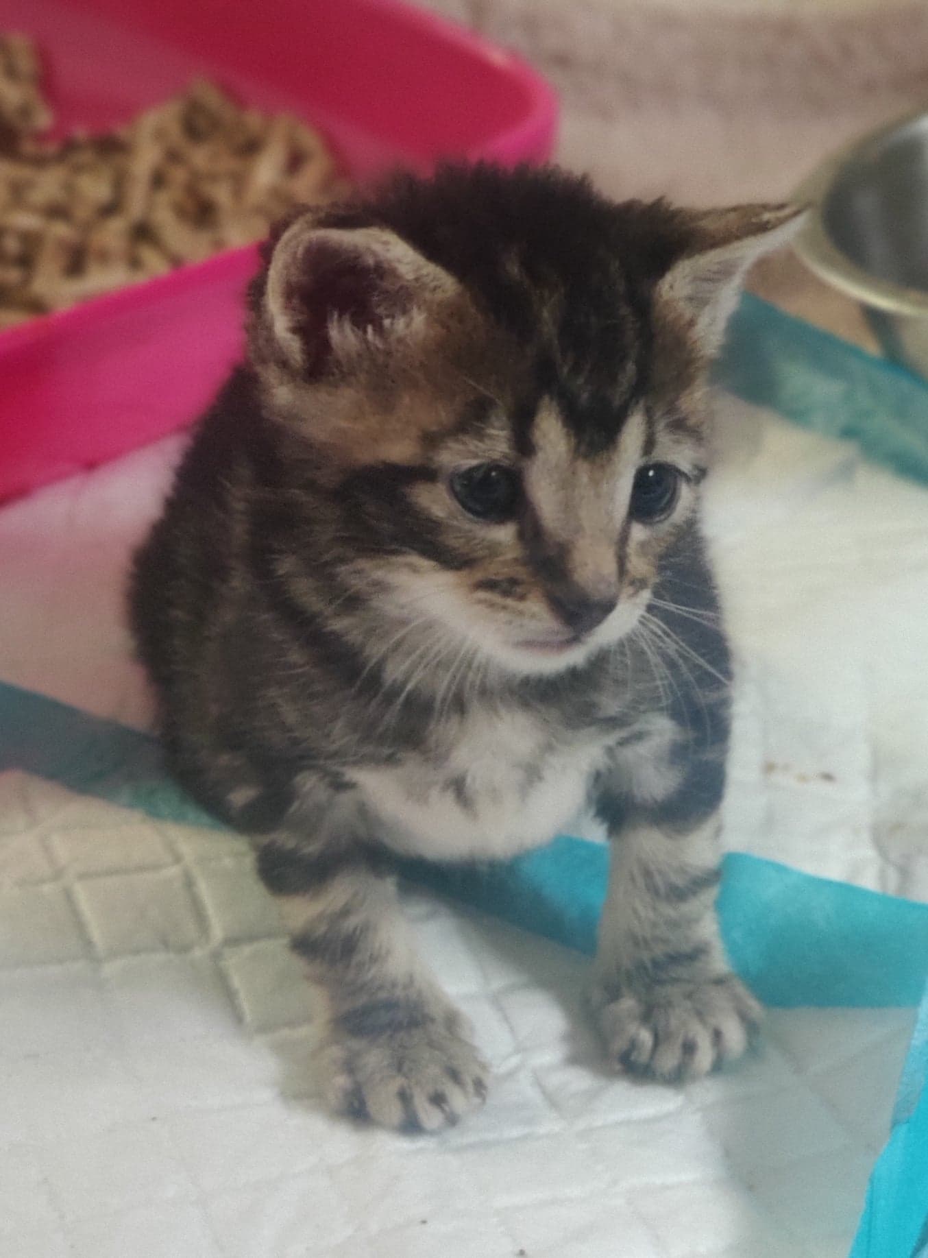 Cost of Living crisis hits Holmeswood animal sanctuary