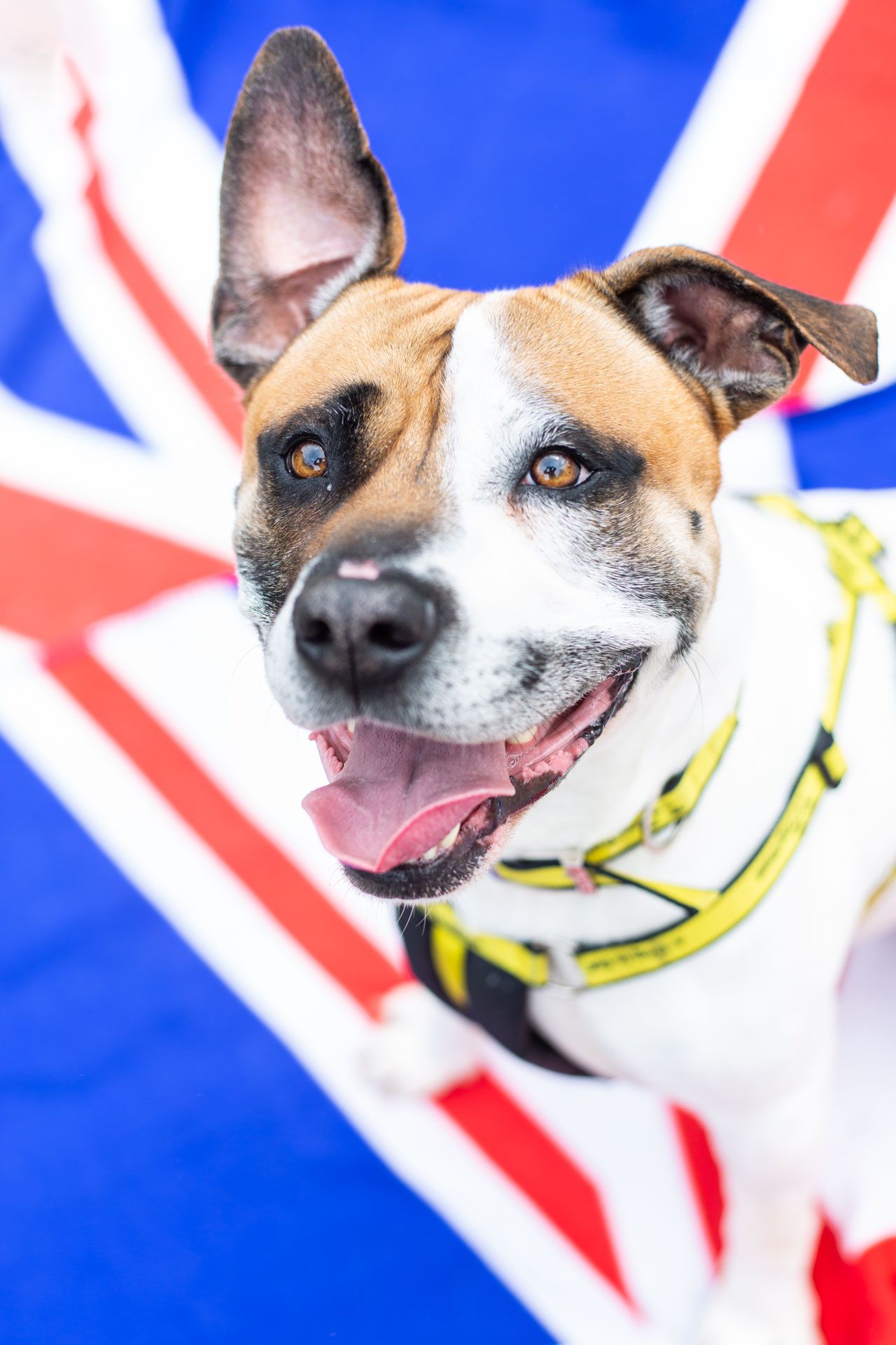 Archie joins Jubilee celebrations at the Dogs Trust Manchester