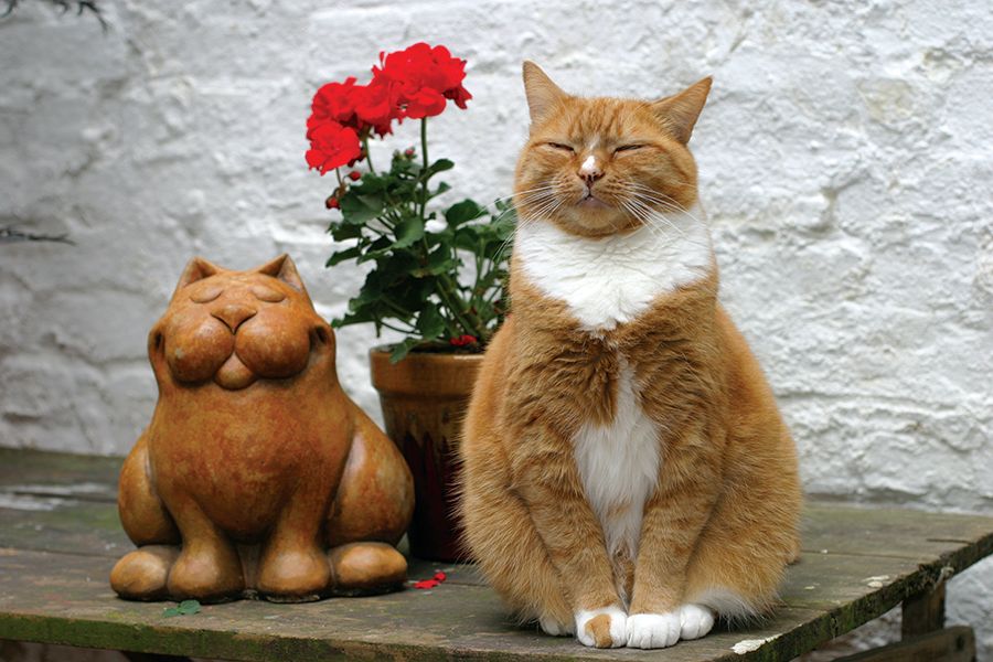 Leicester Charity shop on the lookout for cat-loving volunteers
