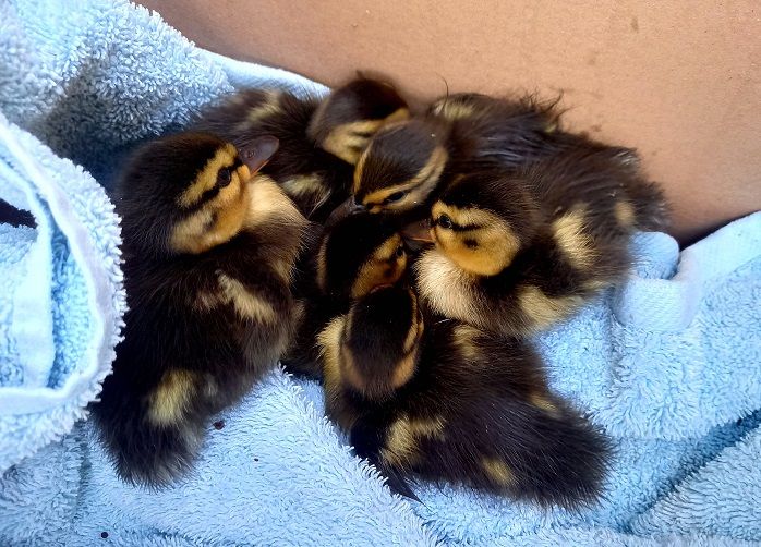 Lucky escape for adorable ducklings rescued by Brecon heroes