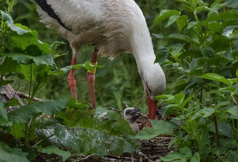Martin Mere column: Excitement as first white stork chicks hatch at wildlife hub