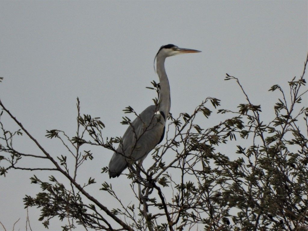 Wildlife: Heron on the move