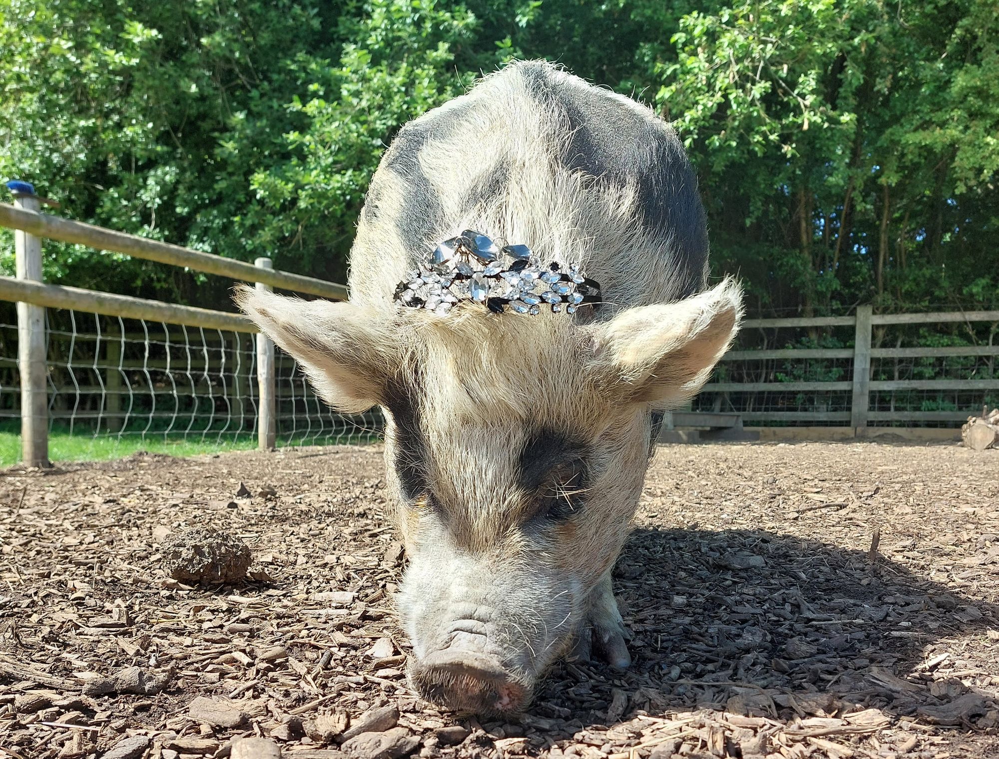 Amersham Kew Little Pigs' Scarlett celebrates the Jubilee in style