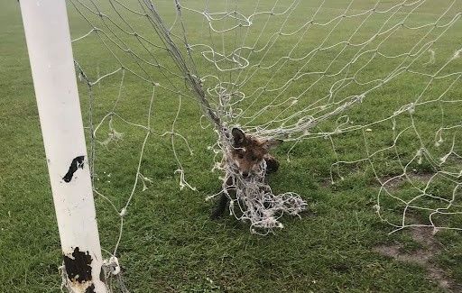 Shocking death of little fox cub tangled in garden football net triggers renewed warning from RSPCA