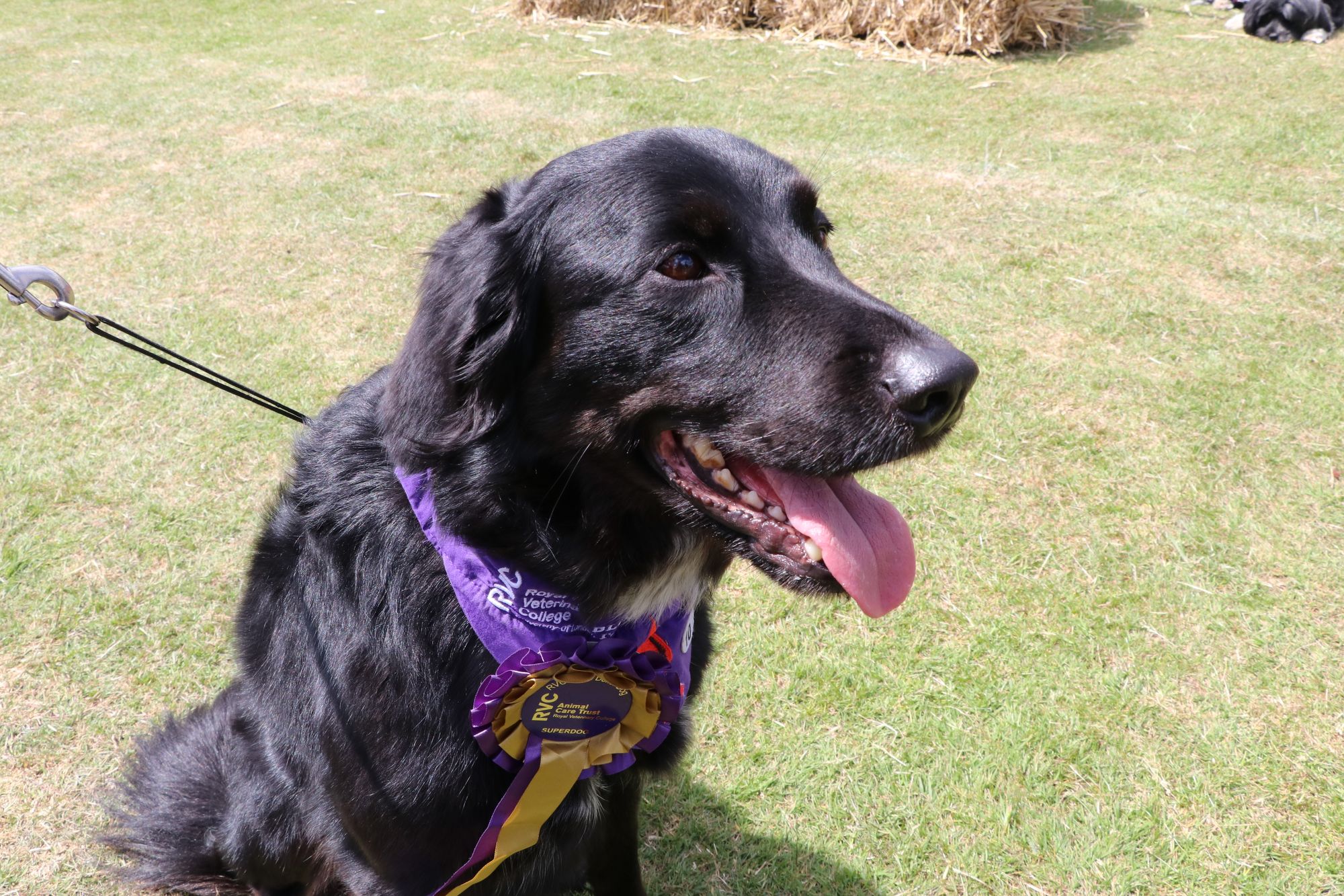 Round of 'a-paws' for Essex dog named Blood Donor of the Year