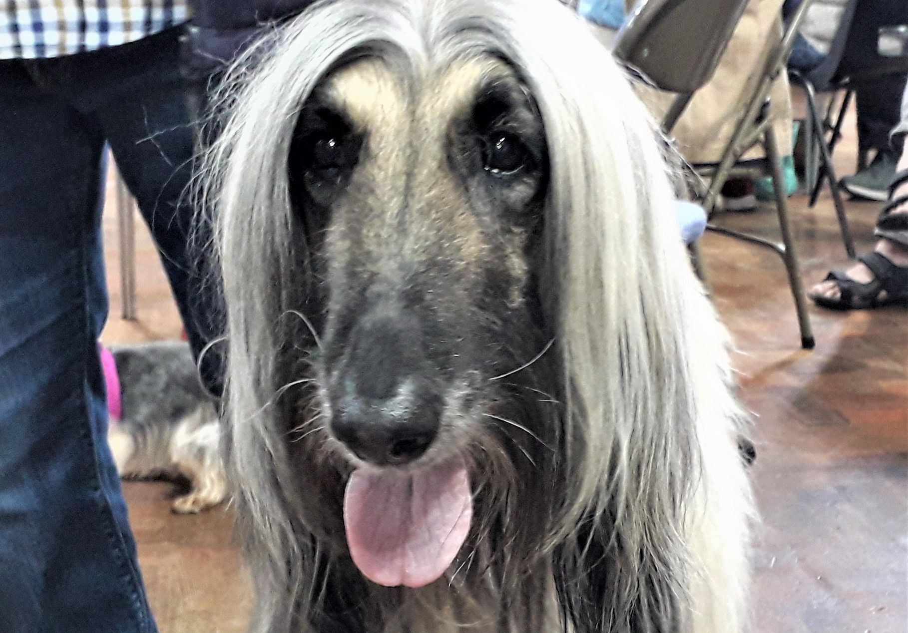 Fun dog show in Rhos-on-Sea raises over £800 for Greyhound charity
