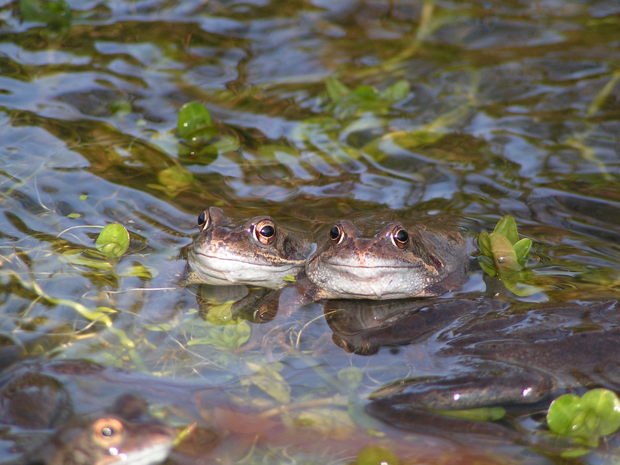 Wildlife: Mobbed by tadpoles, amazed by frogs