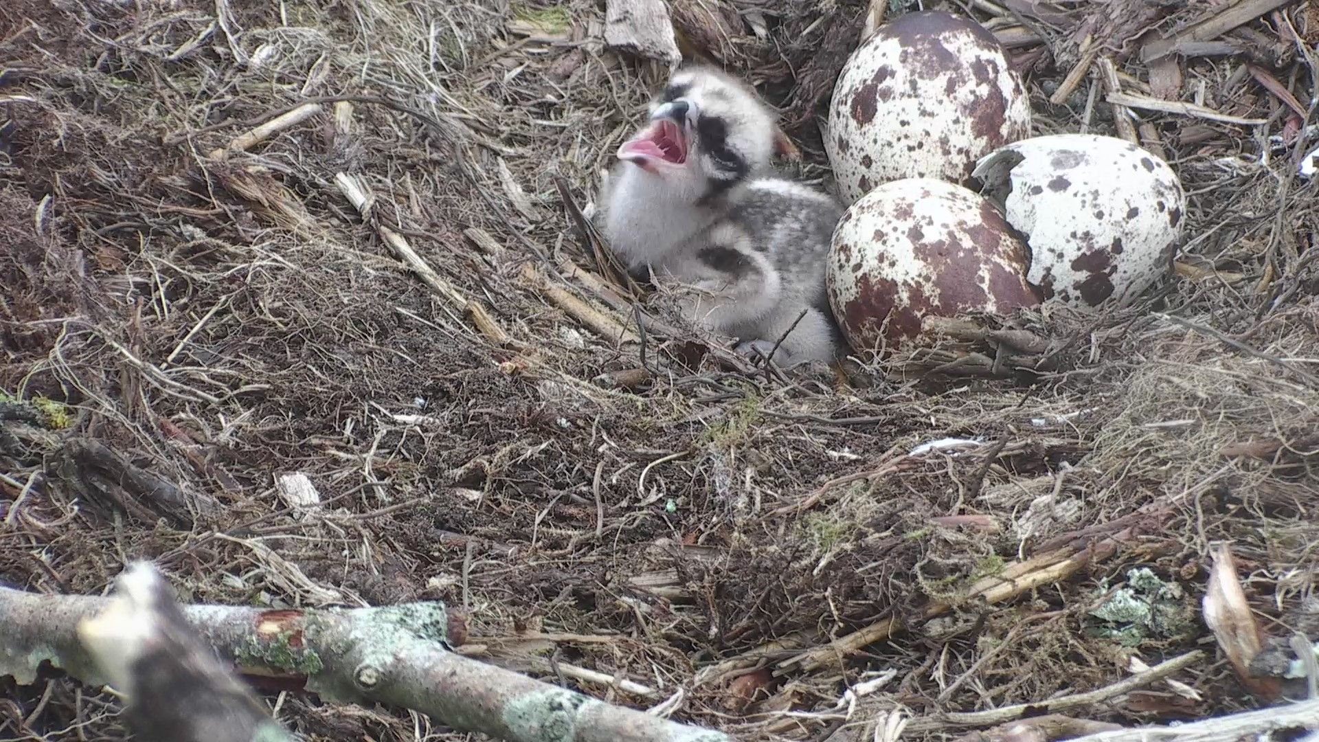 Golden celebrations at Gwynedd osprey project