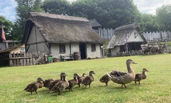 Stansted Mountfitchet Castle visitors go quackers over new arrivals
