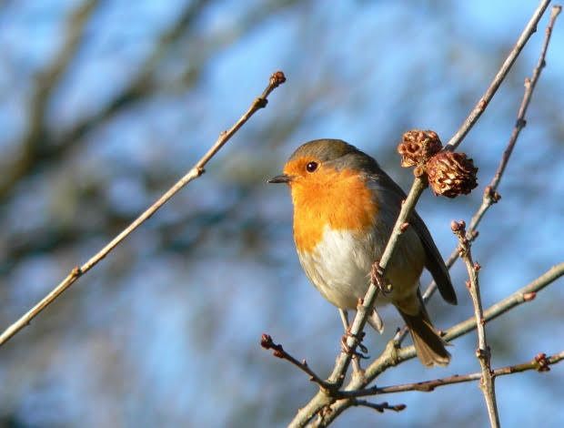 Dawn chorus walk on Chester Greenway