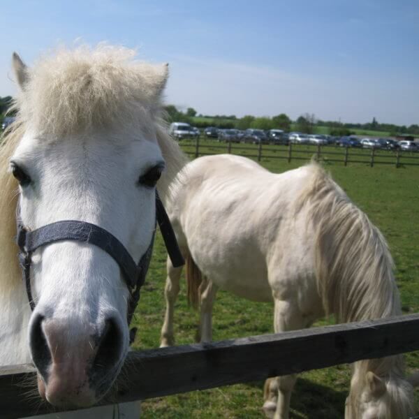 Novelty dog show returns to Ingatestone horse sanctuary