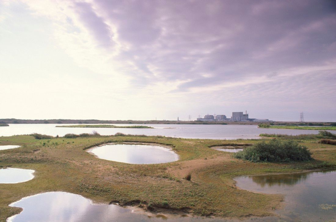 RSPB Dungeness marks 90th birthday with wildlife weekend