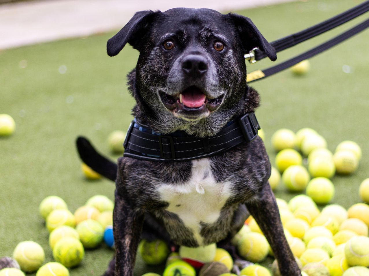 Homeless dog hopes Wimbledon fortnight will serve him up a new home