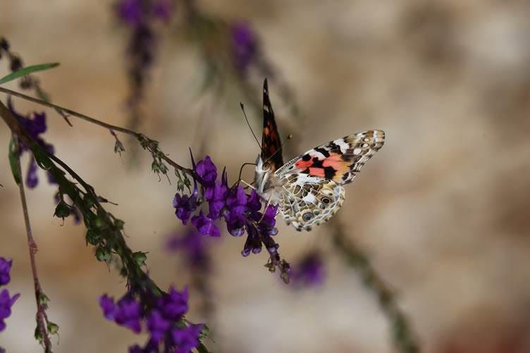 Photo competition puts Big Butterfly Count into focus in Oxfordshire