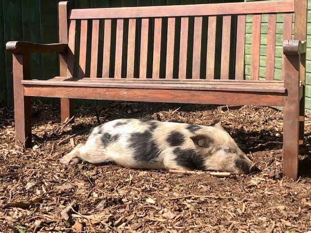Three little pigs from Kew Little Pigs in Amersham move to their new home at Chesham school