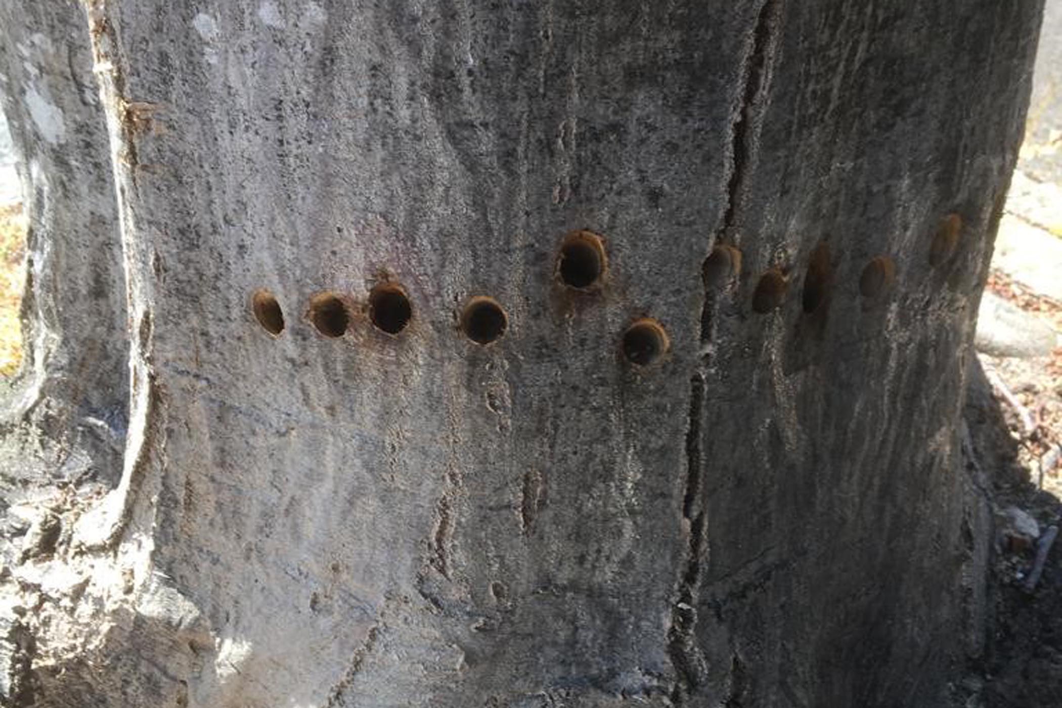 Police investigate vandalism of  Penarth tree