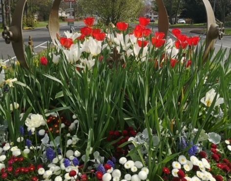 Garden lovers welcomed to Woolton in Bloom