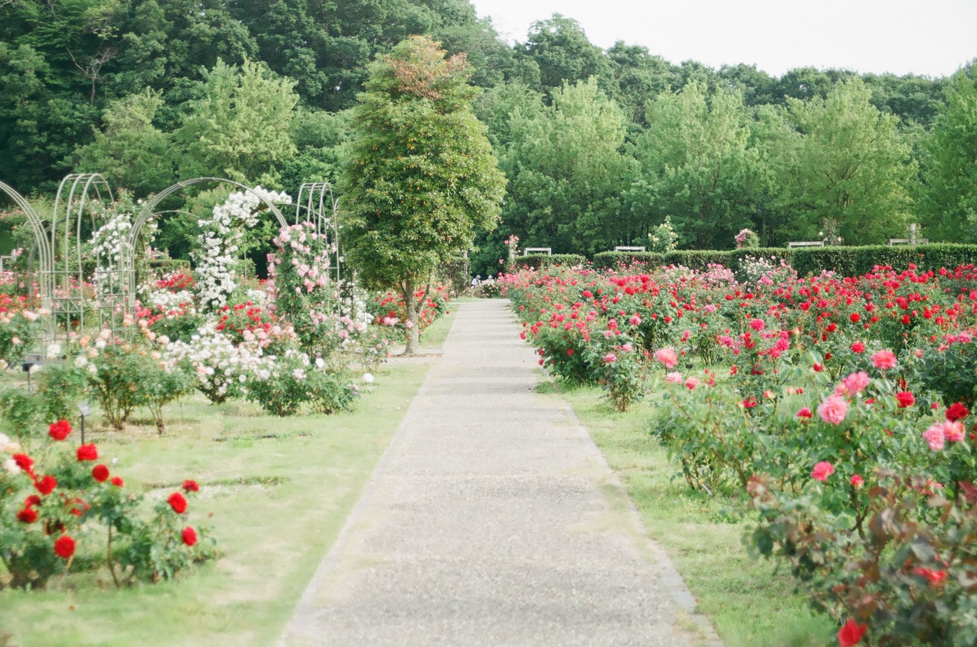 Gardens in Bloom: Western Mail opens votes for best local garden