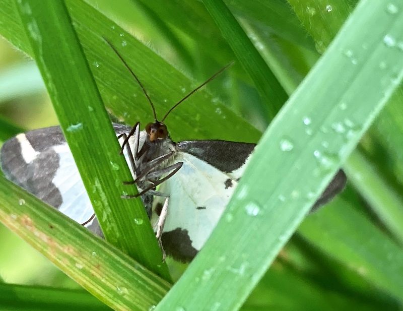 Wildlife: Detective work to identify a moth