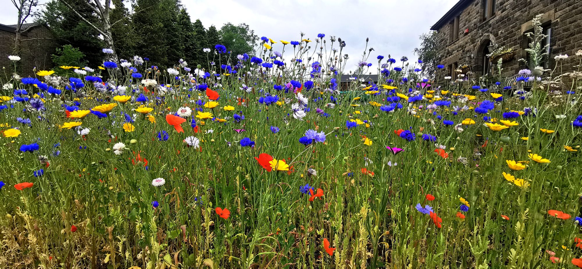Laughing Badger: Wonderful wildflowers