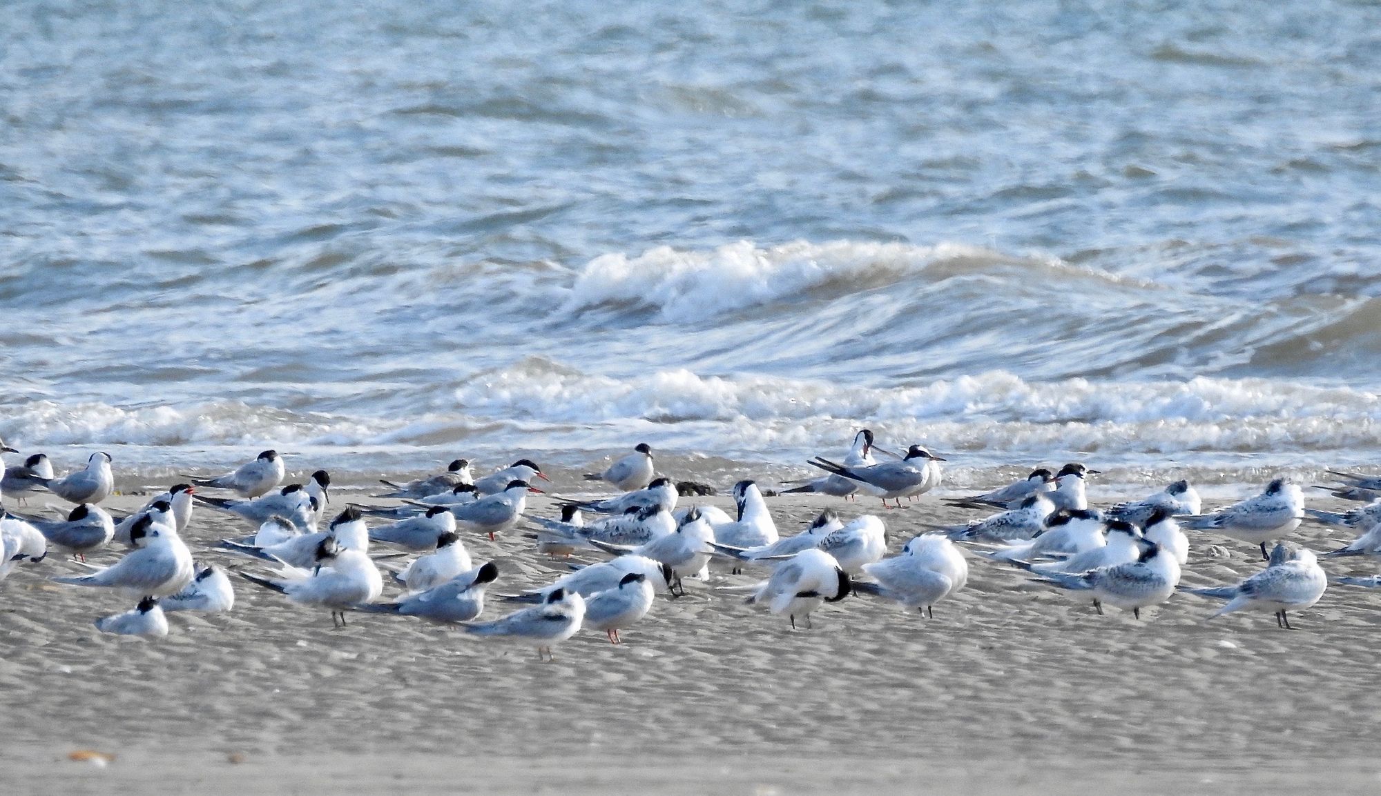 Sefton Coast column: 'We may still be celebrating summer, but for the natural world, autumn is upon us'