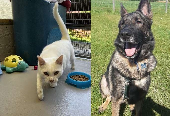 Can you offer adorable pooch Paddy and cat Felicity loving 'furever' homes?