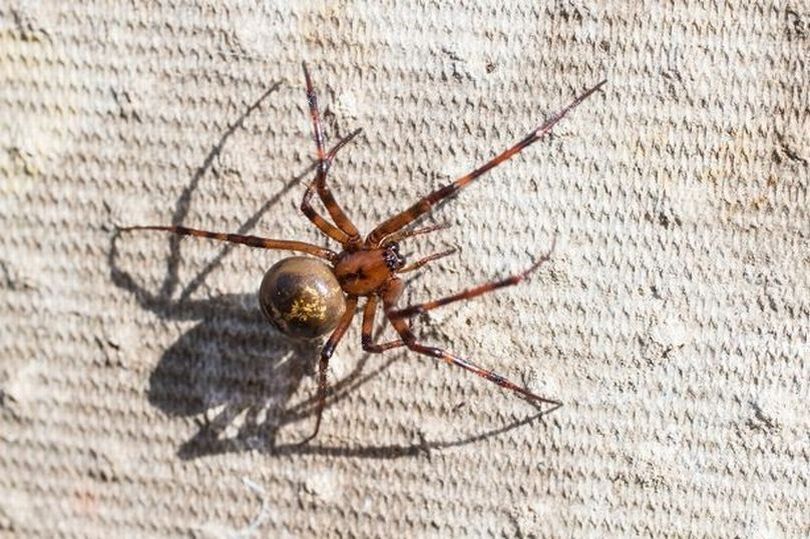 Explosion in number of false widow spiders expected after heatwave breeding